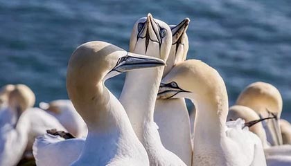 开云·体育官方网站入口-世界柔道锦标赛中国女将勇摘铜牌，世界柔道锦标赛奖牌榜