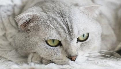 开云·体育官方网站入口-世界柔道锦标赛中国女将勇摘铜牌，世界柔道锦标赛奖牌榜